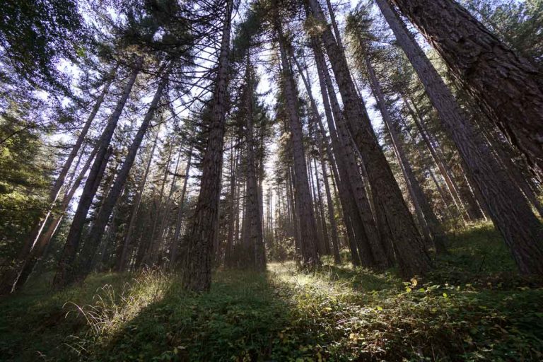 Typical landscape of forest and nature in the Sila National Park in Calabria, Italy