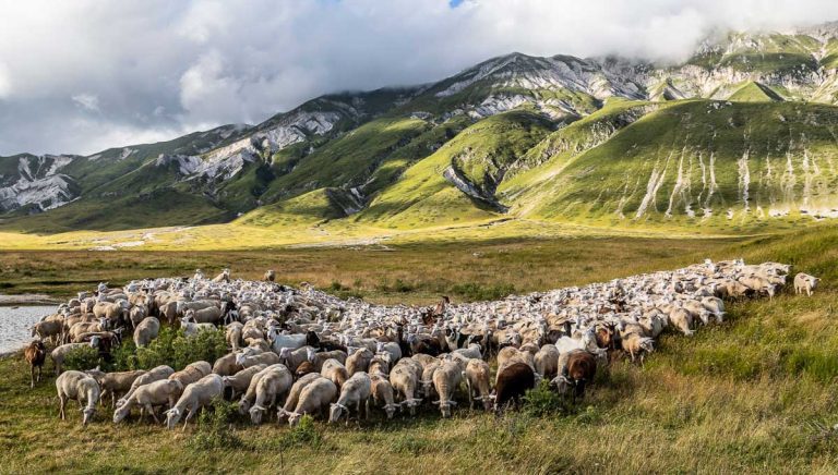 כבשים במרעה בקאמפו אימפרטורה
