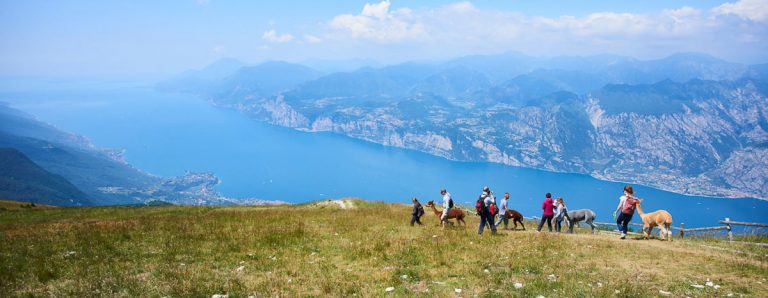 Monte Baldo, Lago di Garda , Italy - July 17 2019: Tourists walking with Alpacas attraction on the ridge on the top of hill Monte Baldo. Lake Garda (Lago di Garda or Lago Benaco) background