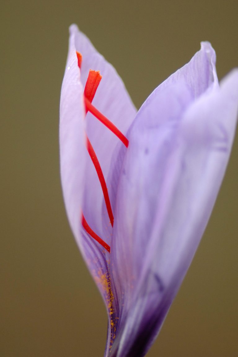 close up of Italian saffron called Zafferano di Navelli in the province of L'Aquila in the Abruzzo region of central Italy.