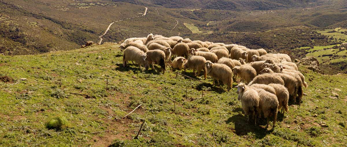 Sardinian,Sheep