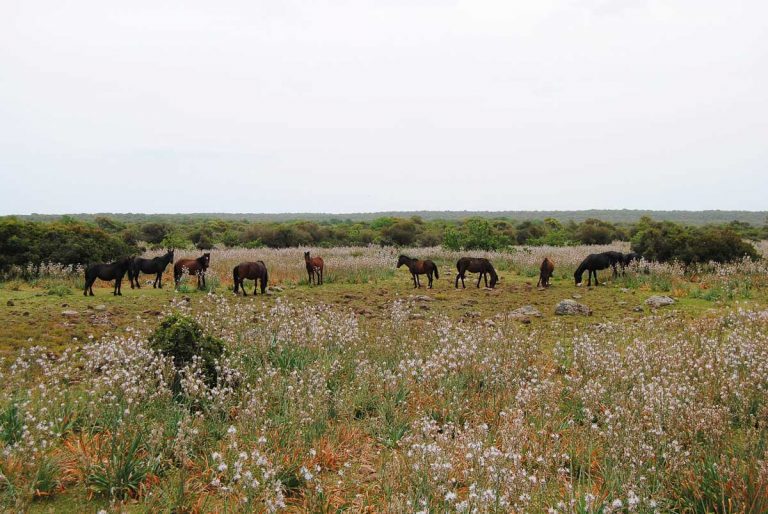 Horse of the Plateau of the Giara di Gesturi, Sardinia, Italy. Endemic breed of Sardinia