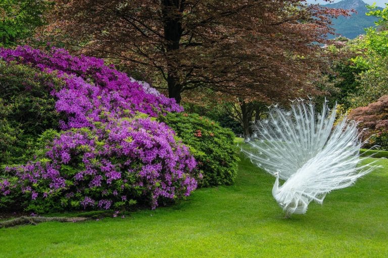 TerreBorromeo_IsolaMadre_Giardino1